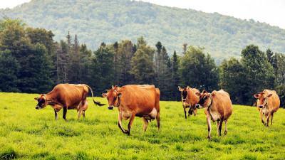 Regenerative Agriculture: Soil Health, Herd Health, Human Health