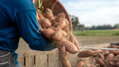 Tesco, WWF Tapping Sustainable Food Startups to Fast-Track Supply Chain Innovations