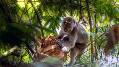 Thai Coconut Giant Partners to Root a Rare Type of Labor Abuse Out of Its Supply Chain