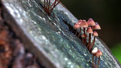 Record Number of Companies Recognize Biodiversity Risks, But Struggling to Turn Commitments Into Action